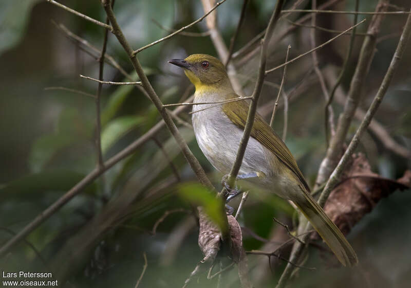 Bulbul de Falkenstein