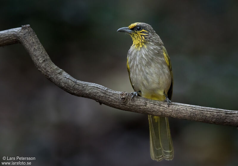 Bulbul de Finlayson