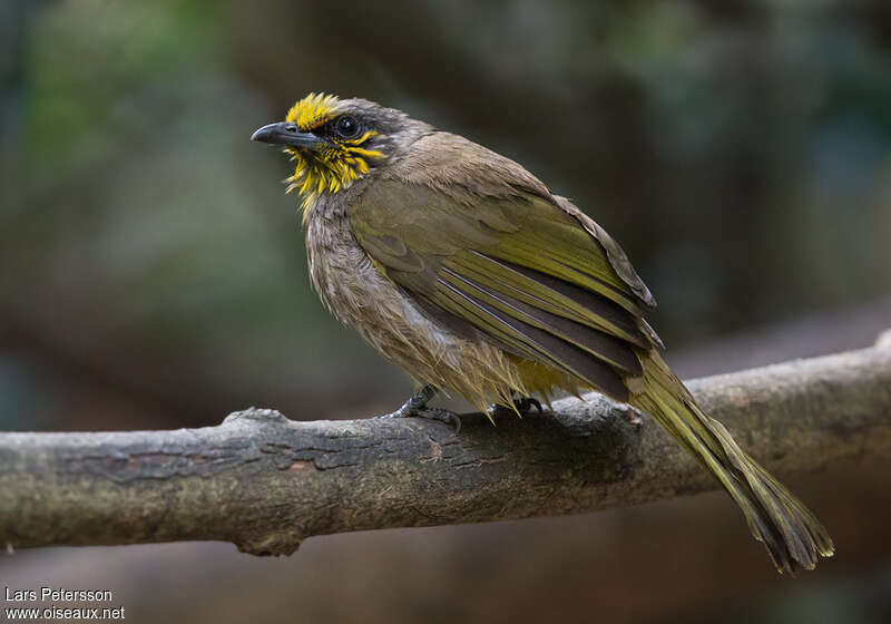 Stripe-throated Bulbuladult, identification