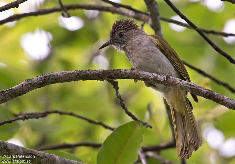 Bulbul de McClelland