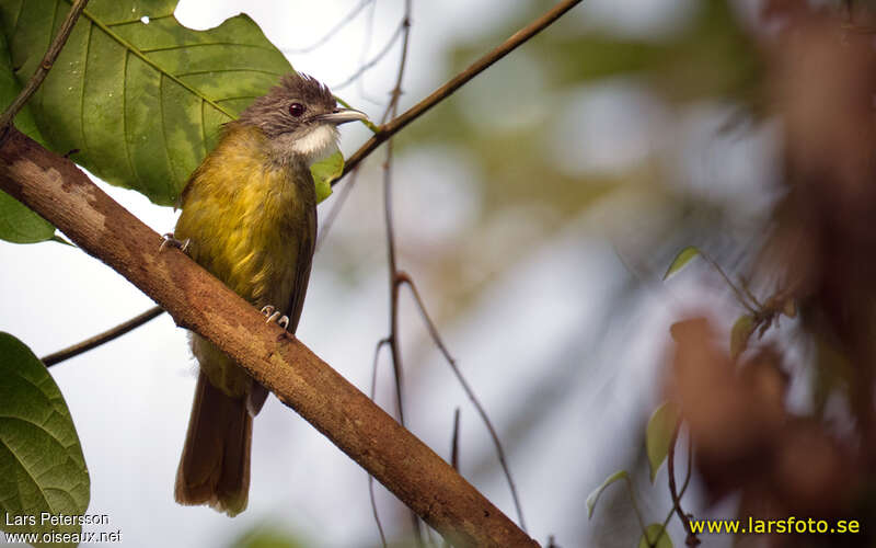 White-bearded Greenbul