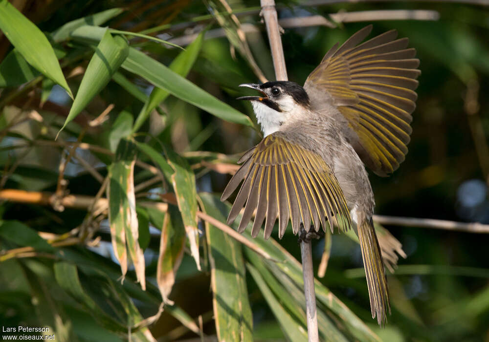 Bulbul de Taïwan