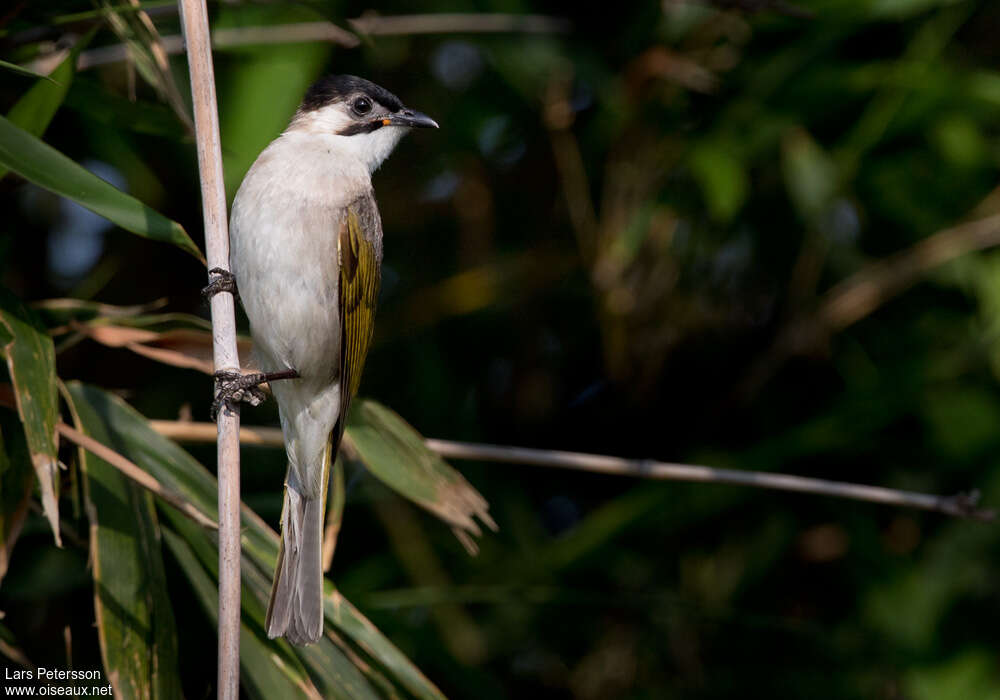 Bulbul de Taïwan