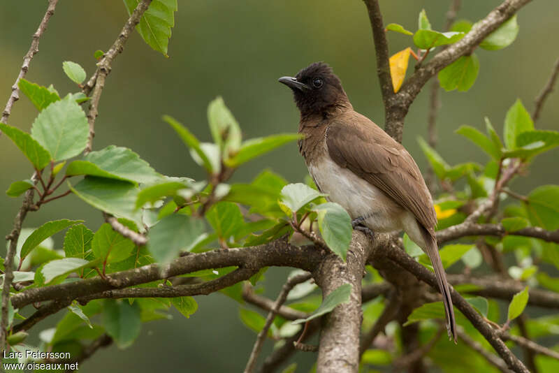 Bulbul des jardins, habitat, pigmentation