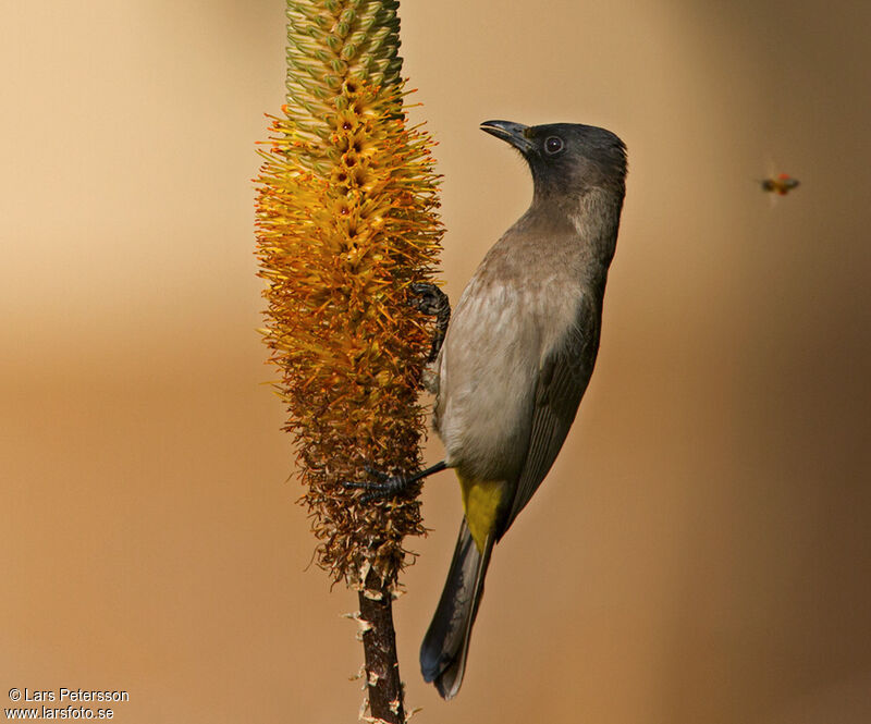 Common Bulbul