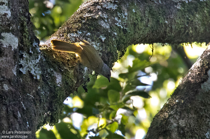 Shelley's Greenbul