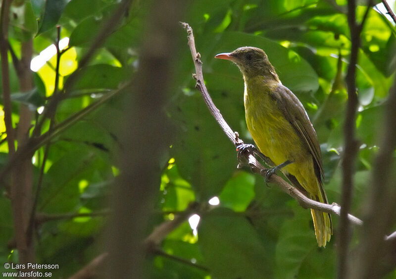 Golden Greenbul