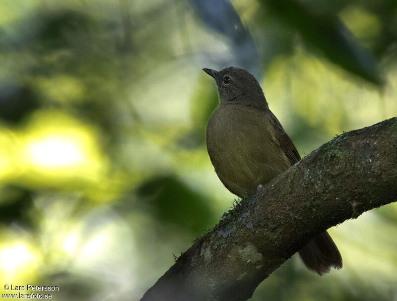 Bulbul gracile