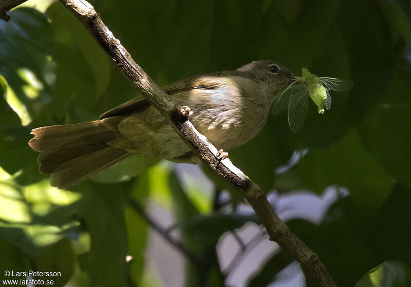 Little Grey Greenbul