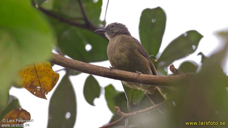 Bulbul gracile