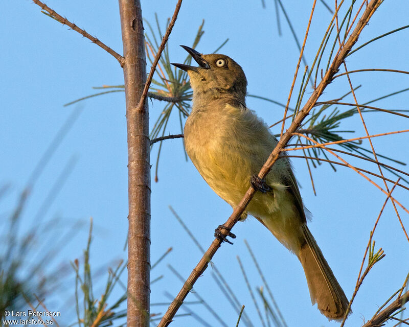 Bulbul importun