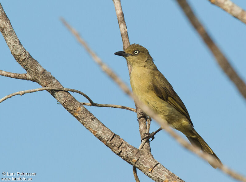 Bulbul importun