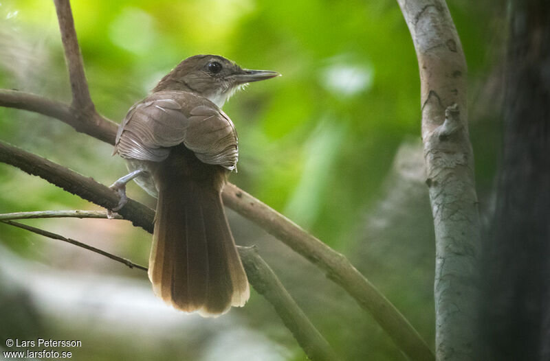 Bulbul jaboteuradulte