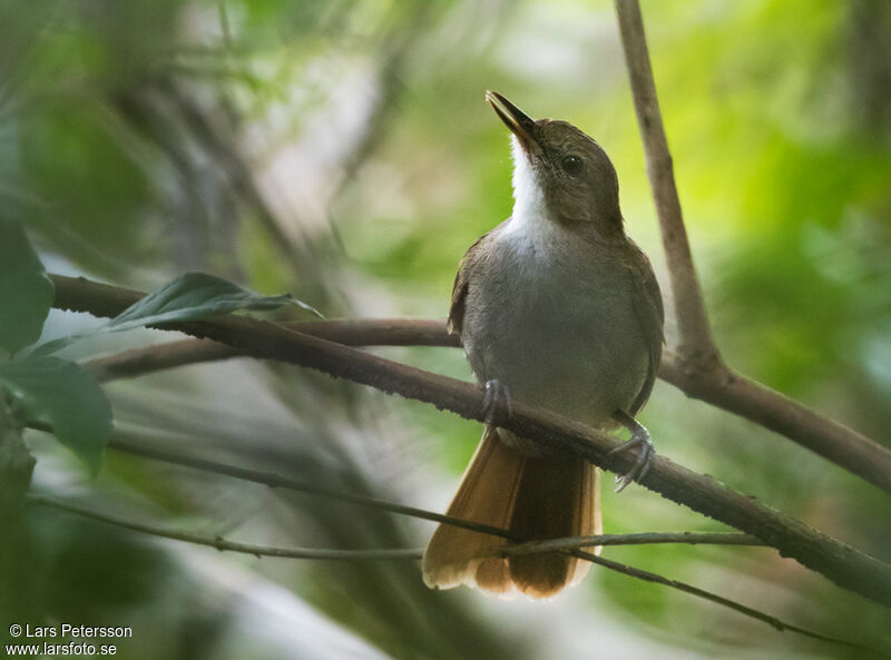 Terrestrial Brownbuladult