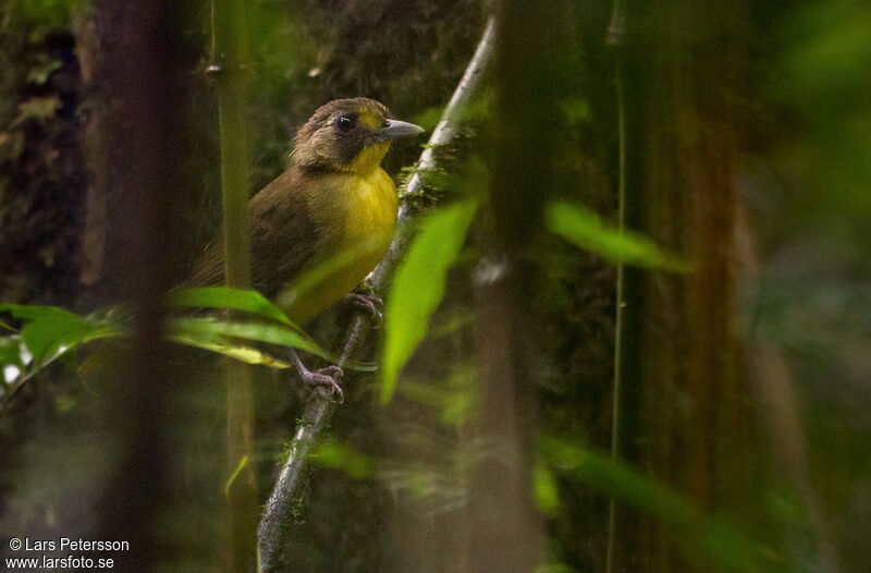 Bulbul jaunelore