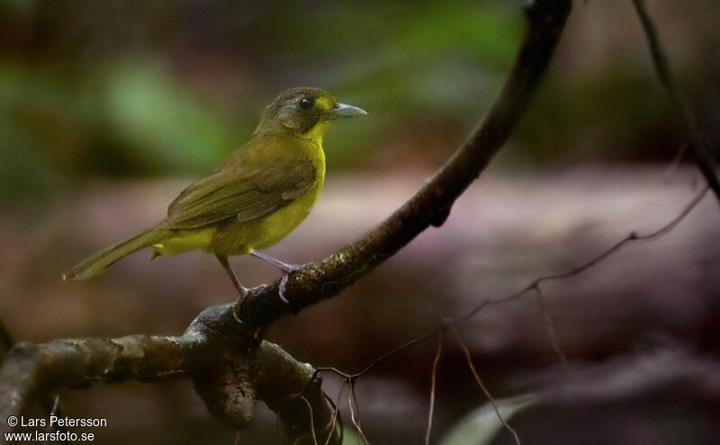 Bulbul jaunelore