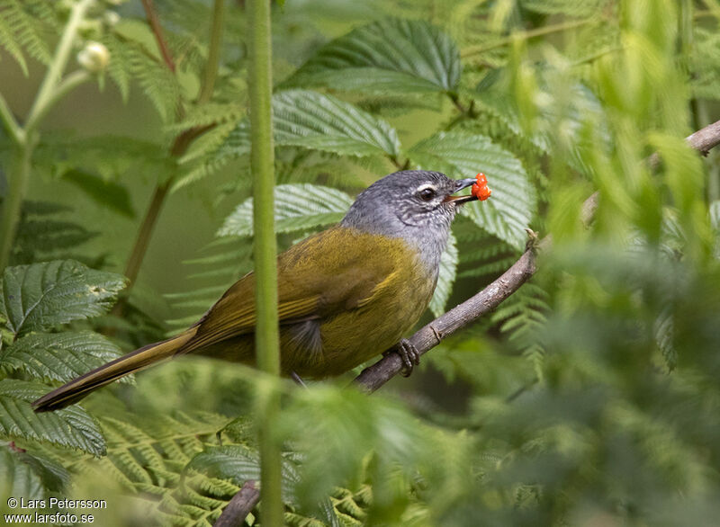 Bulbul kikuyu