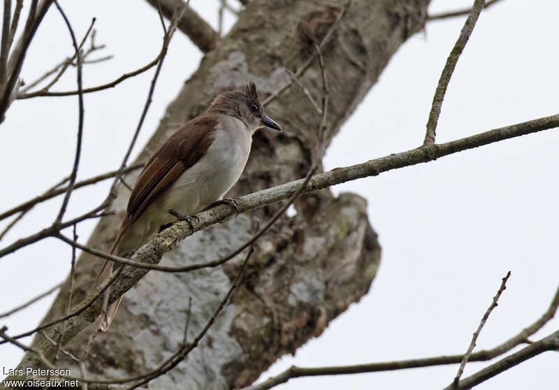 Bulbul laineux