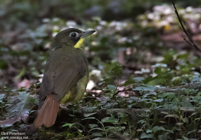 Bulbul moustacadulte, pigmentation, pêche/chasse