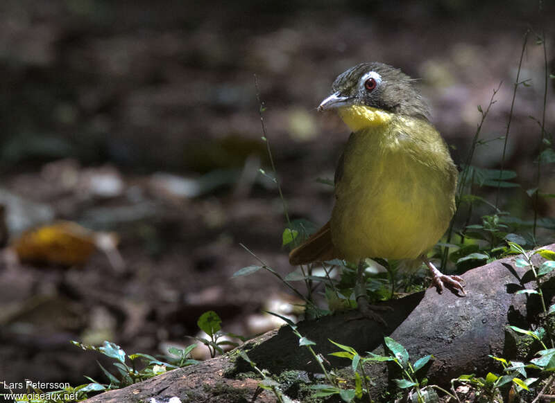 Red-tailed Bristlebilladult, close-up portrait