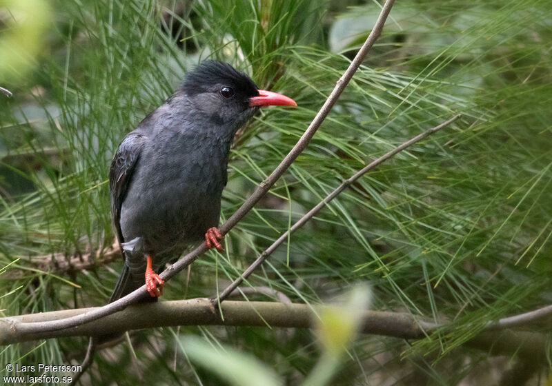 Bulbul noir