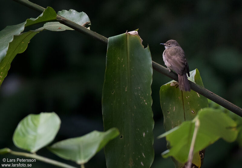 Bulbul oeil-de-feu