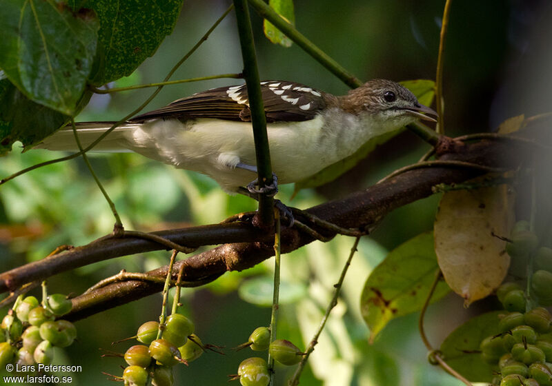 Bulbul tacheté