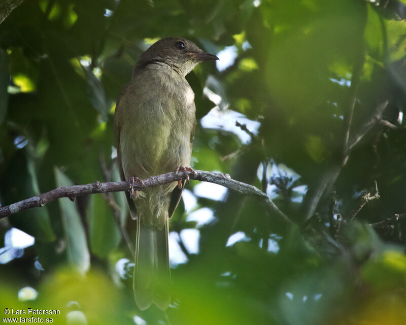 Bulbul verdâtre