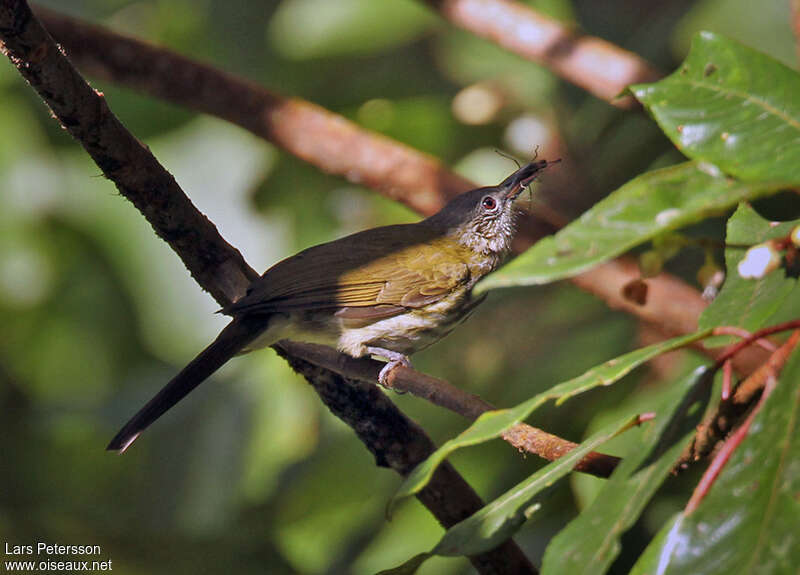 Bulbul verdinadulte