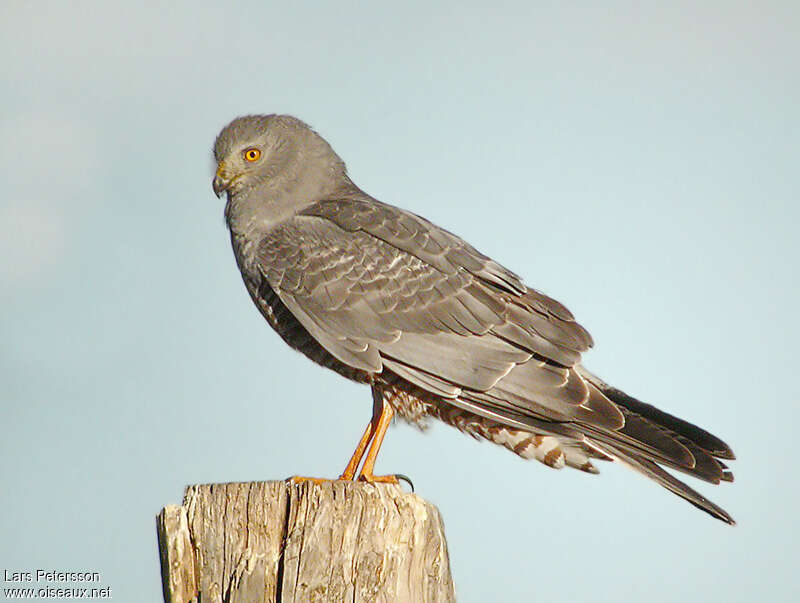 Cinereous Harrier male adult, identification