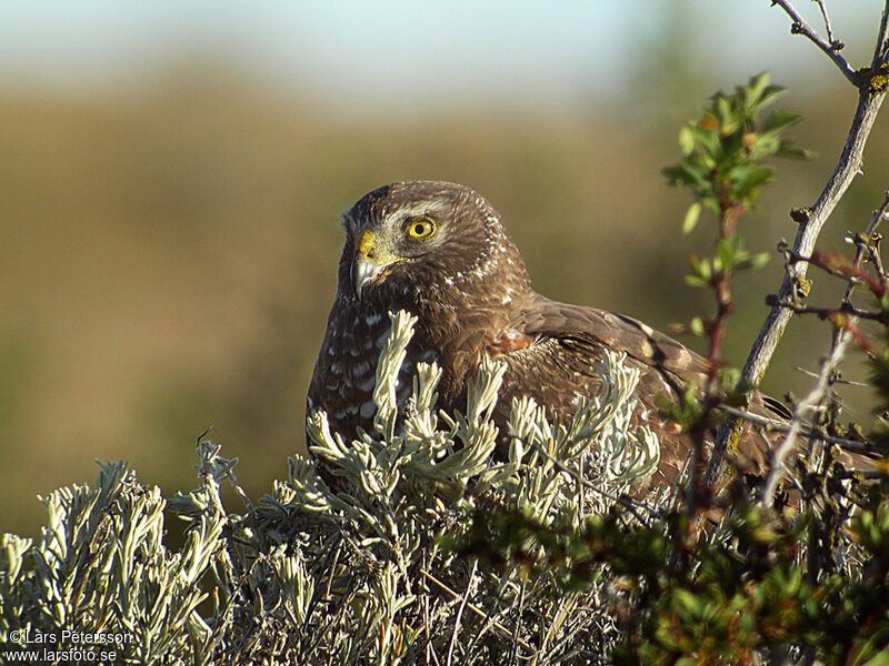 Cinereous Harrier