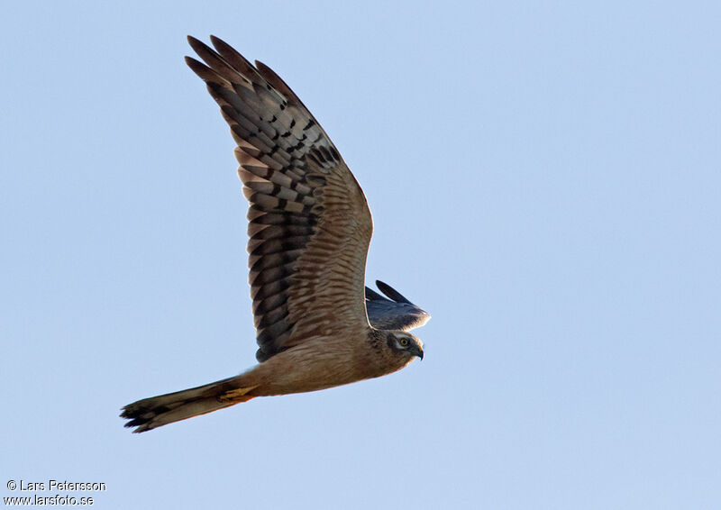 Montagu's Harrier