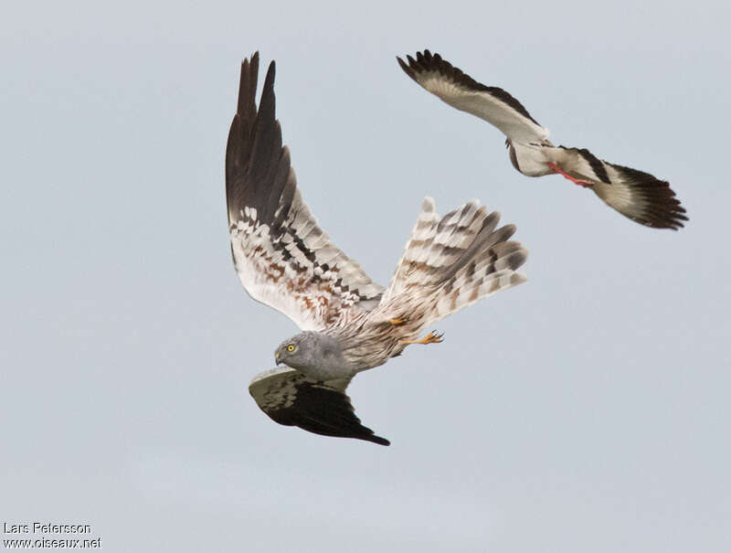 Montagu's Harrier male adult, Behaviour