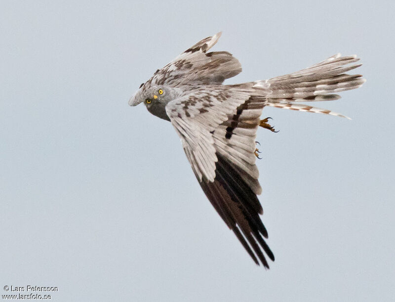 Montagu's Harrier