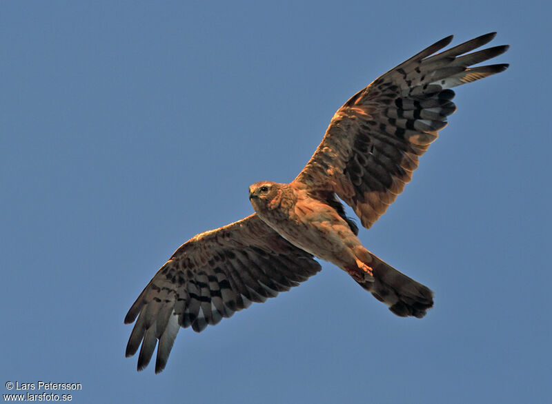 Montagu's Harrier