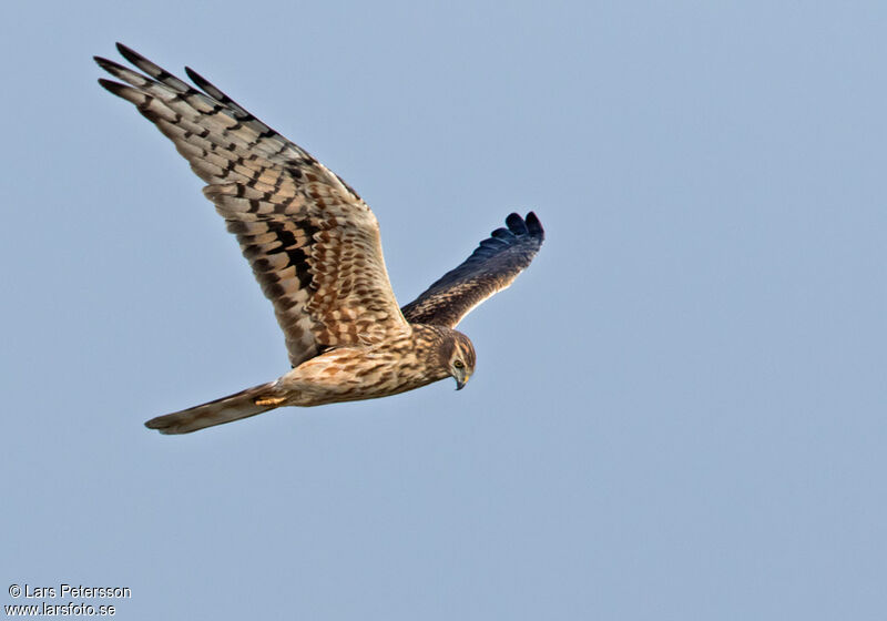 Montagu's Harrier