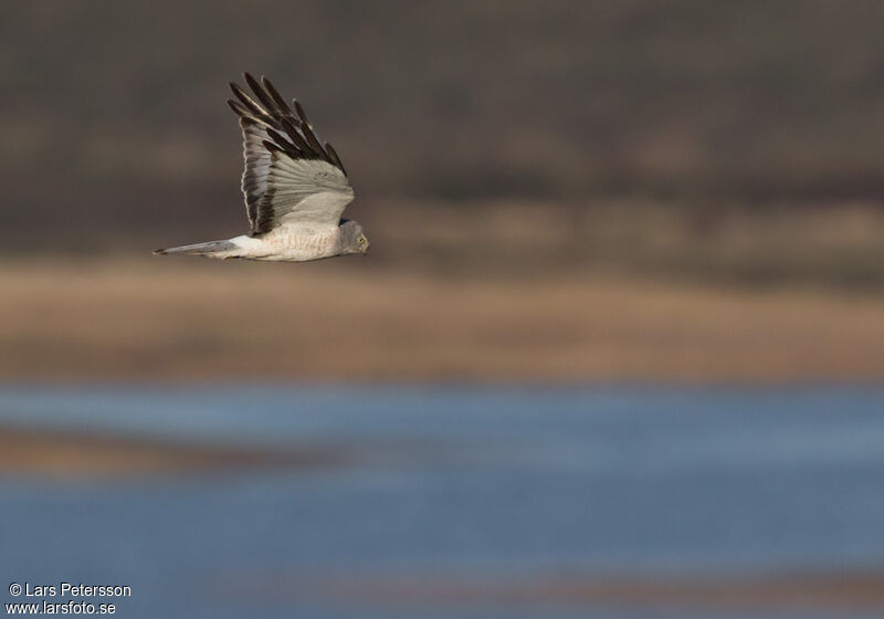 Northern Harrier