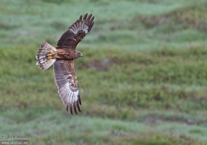 Swamp Harrier