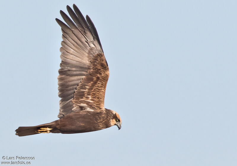 Western Marsh Harrier