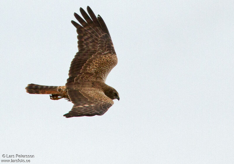 African Marsh Harrier