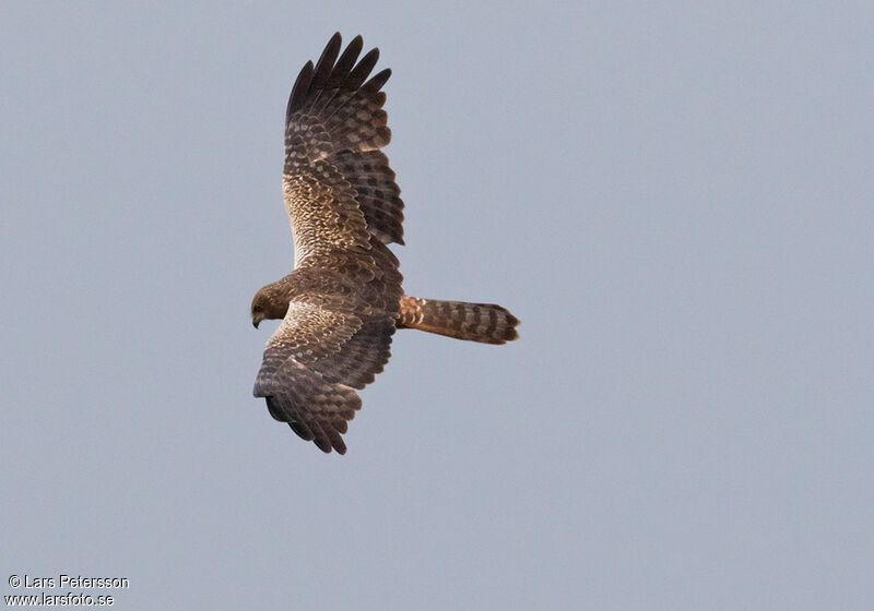 African Marsh Harrier