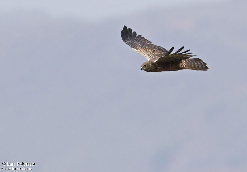 African Marsh Harrier