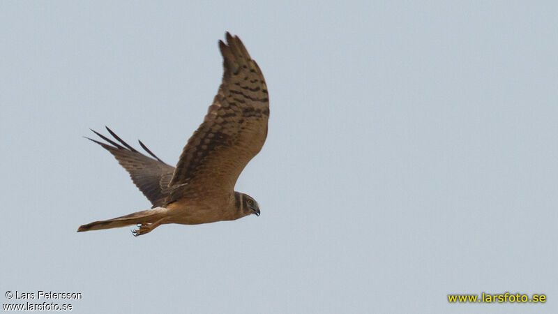 Pallid Harrier