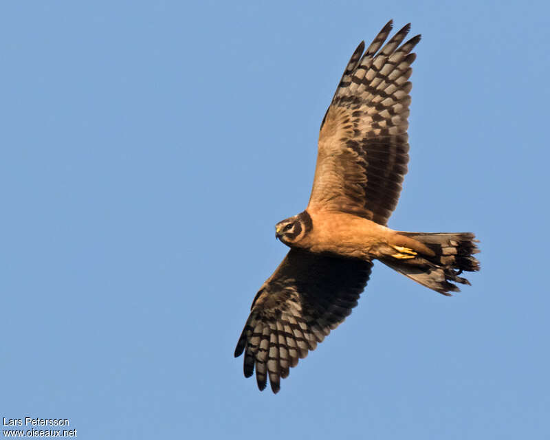 Pallid Harrierjuvenile, pigmentation, Flight