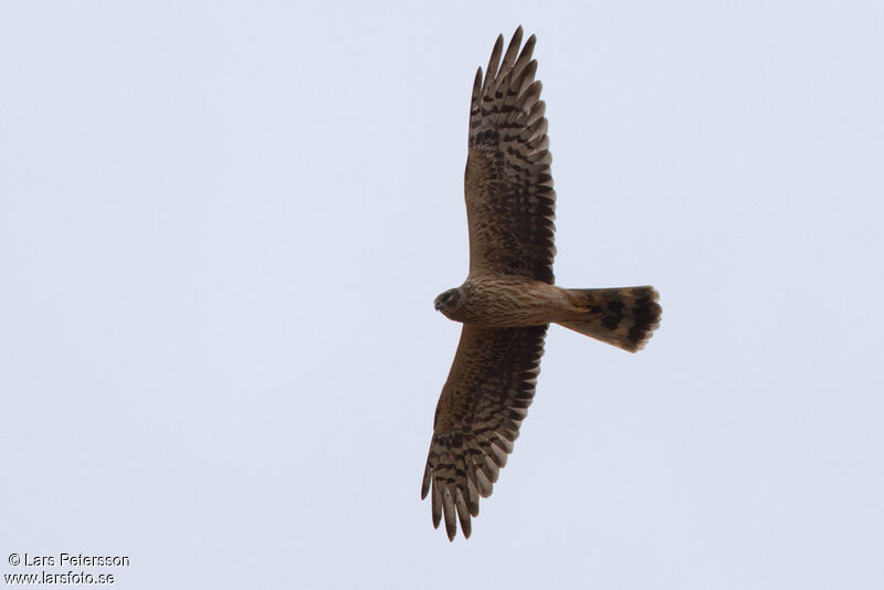 Pallid Harrier