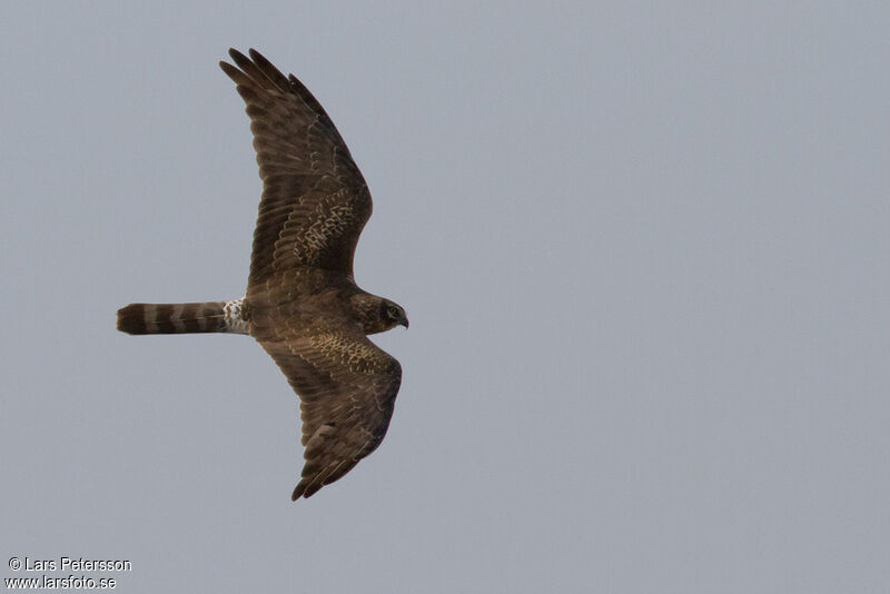 Pallid Harrier