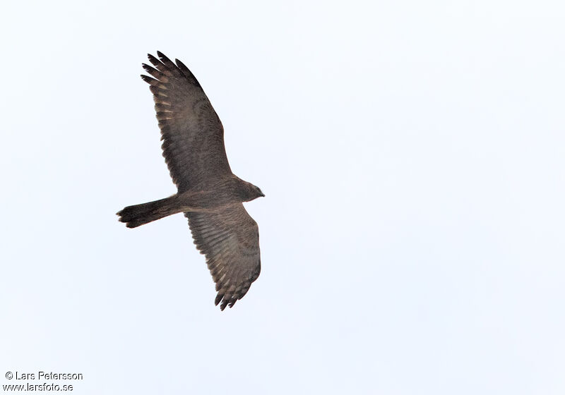 Pied Harrier