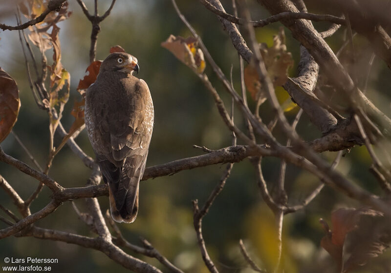 White-eyed Buzzard