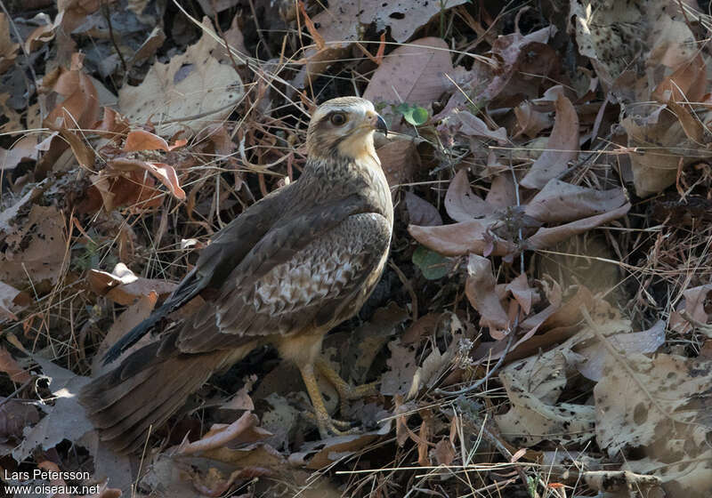 White-eyed Buzzardjuvenile, identification