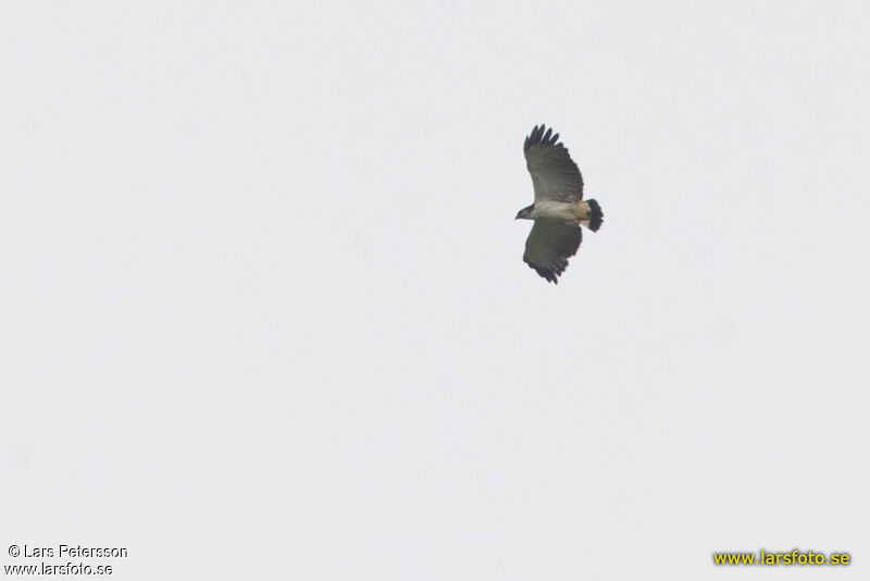 Grey-backed Hawk